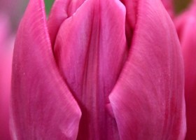 Tulipa Double Princess ® (4)